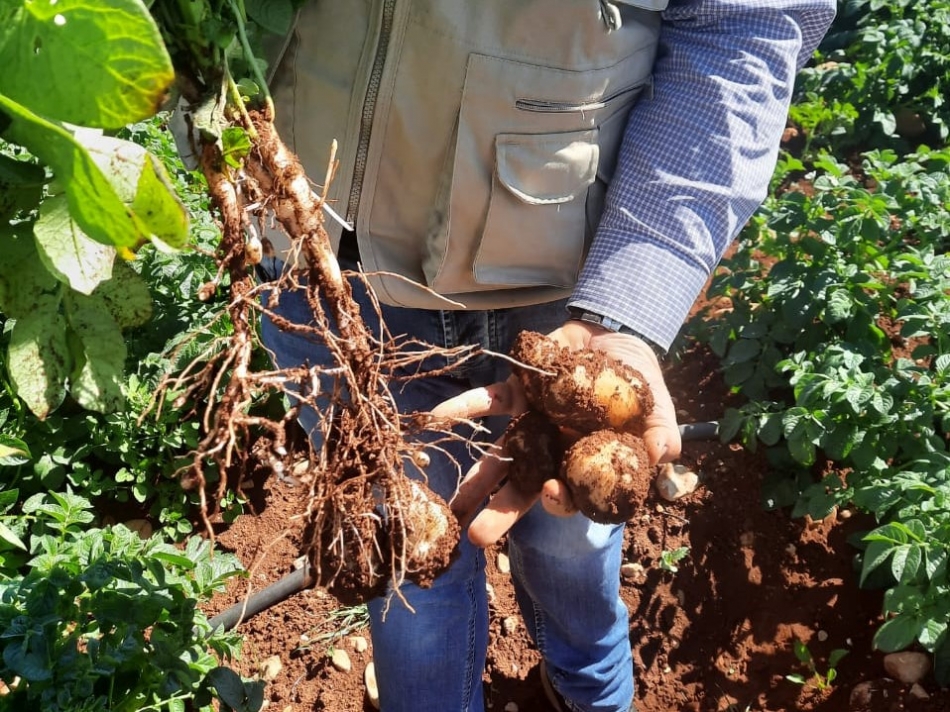 مزارعو البطاطا في لبنان يكتشفون أن خفض استخدام المواد الكيميائية الزراعية يعود بمنافع أكبر